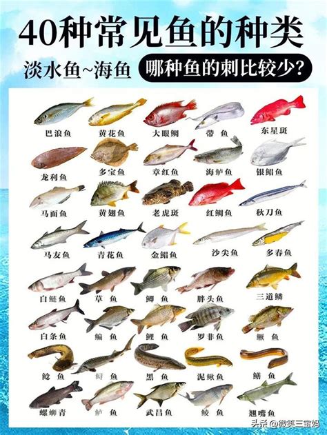 魚有幾種|世界上到底有多少種魚類呢？